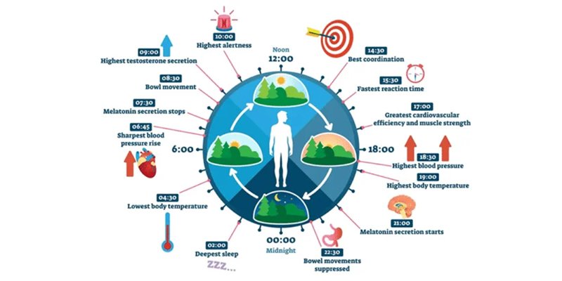 NI articulo ciclo circadiano